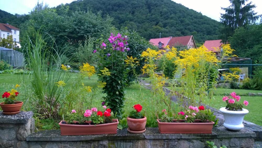 Ferienwohnung Bergblick - Inklusive Bodetal Therme Thale Exteriör bild